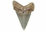 Serrated Angustidens Tooth - Megalodon Ancestor #308024-1